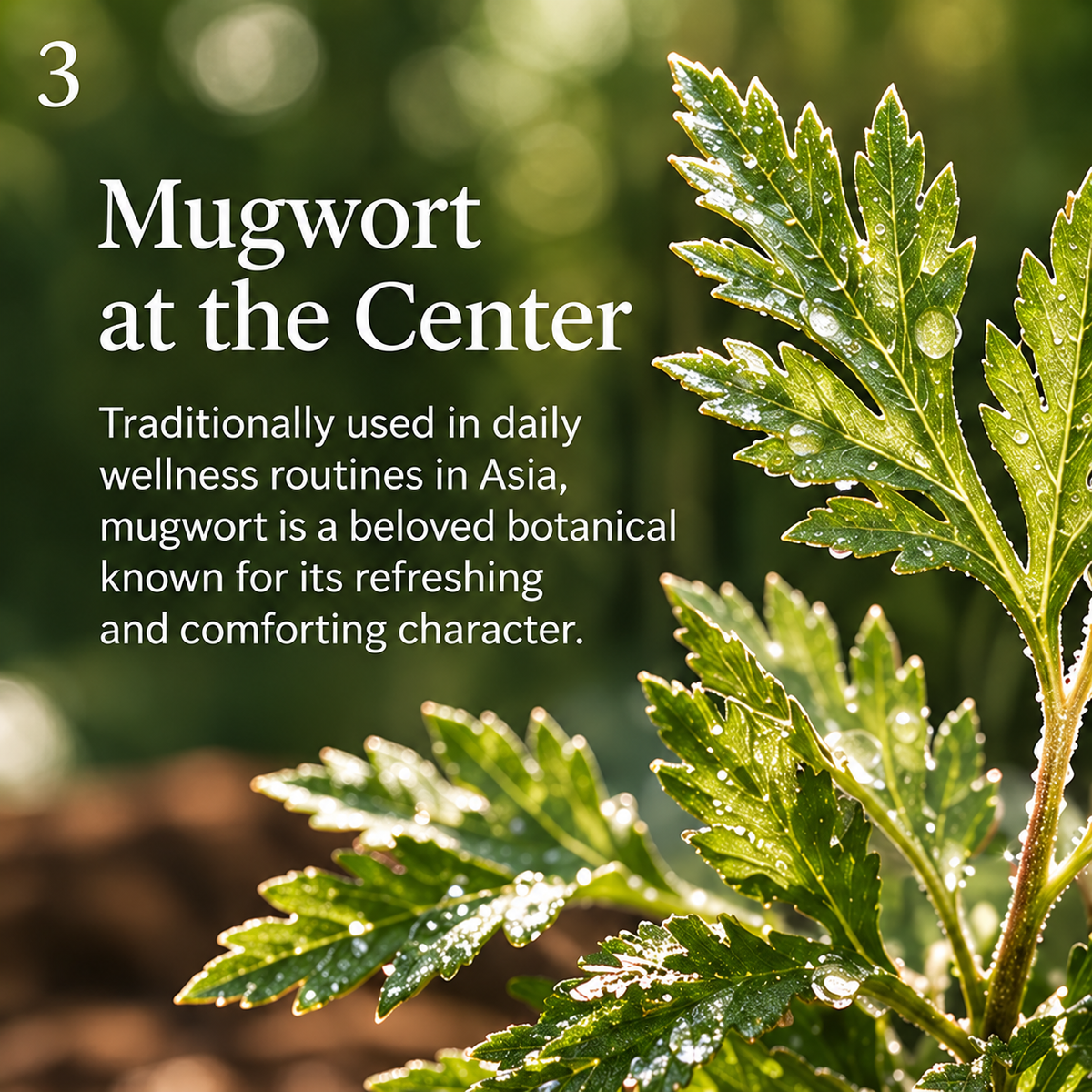 Botanical mugwort-inspired leaf scene with promotional text